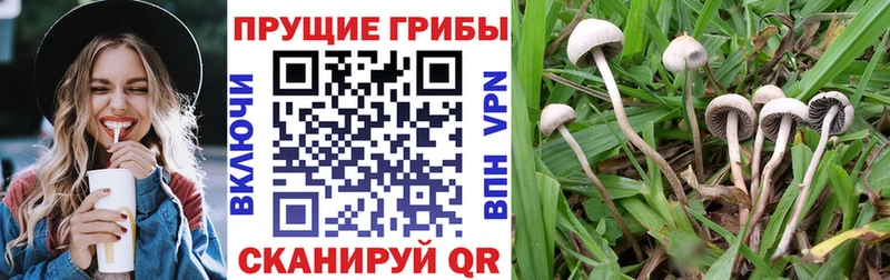 купить  цена  hydra онион  Галлюциногенные грибы Psilocybe  Макушино 